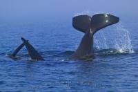 Picture showing a male orca whale, aka Killer whale, playing with another whale and tail lopping.