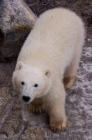 By 11 months old, this cute little polar bear seen near the shores of Hudson Bay, makes a large baby.
