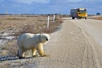A bus makes its way along the road in the Churchill Wildlife Management Area in Manitoba, Canada just as a Polar Bear is crossing the road.