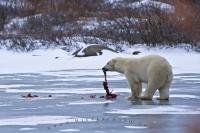 A Polar Bear upon a frozen lake along the shores of the Hudson Bay in Churchill, Manitoba thoroughly enjoying eating his seal.