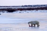 Food is the main train of thought for a Polar Bear when the Hudson Bay in Churchill, Manitoba freezes over.