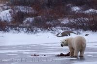 A favourite food for a polar bear are ringed seals which are found in great numbers in the waters of Hudson Bay.