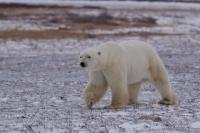 A Polar Bear explores its habitat in the rough and unforgiving tundra in the Churchill Wildlife Management Area in Hudson Bay, Manitoba. Companies offer tours to see Polar Bears in their natural habitat here.