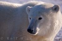 The following is some basic information pertaining to polar bears and their habitat - a marine mammal in Churchill, Manitoba, Canada.