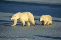 The frigid cold temperatures of the arctic tundra is the preferred habitat of Polar Bears.