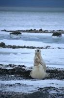 Two polar bears spend the day play fighting in their natural habitat in Churchill, Manitoba in Canada.