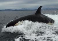 Some of the best whale watching in BC is available from Alert Bay, Port Hardy, Telegraph Cove, and Port McNeill.