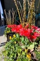 People who wander the streets in the downtown area of Toronto, Ontario in Canada can sense the beauty of the area as the potted tulips bloom.