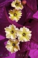 A vivid purple bougainvillea bush flowers in a garden in Oliva Nova in the region of Valencia, Spain, Europe.