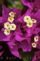 A plant in full blossom with astounding purple flowers known as the Bougainvillea plant adorns the town of Oliva in Valencia, Spain in Europe.