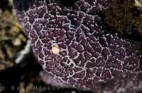 A purple starfish clings to a rock at low tide in Raft Cove on Northern Vancouver Island in British Columbia, Canada.