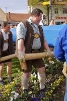 One of the leading men, dressed in traditional Bavarian lederhosen, lifting the Maibaum in the Bavarian town of Putzbrunn, Germany.