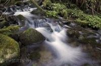 A photo of a rain forest stream in the Queets River Area on the Olympic Peninsula of Washington.