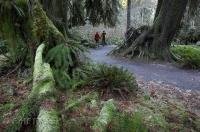 A couple walk through the lush rain forest of the Hoh River Valley in the Olympic National Park of Washington.