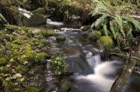 One of the many pristine rain forest streams found on the Olympic Peninsula of Washington, USA.