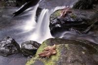 Two brown fall leaves on boulders in the Merriman Creek in a rainforest on the Olympic Peninsula of Washington, USA.