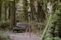 The Hoh Rainforest area on the Olympic Peninsula of Washington has an information centre which provides trail maps and helpful forest information.