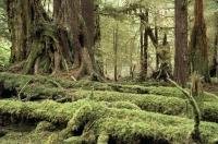 The moss covered logs in the rainforest of the Queen Charlotte Islands, Graham Island in British Columbia, Canada
