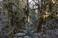 The frosted undergrowth at the Hoh Rainforest in the Olympic National Park in Washington on a cool winter morning.
