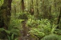 The lush flora of the Rainforests of Fiordland National Park in the lower South Island of New Zealand.