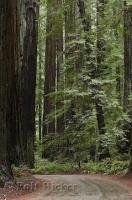 A popular national park in California with giant Redwood trees is the Humboldt Redwoods State Park.