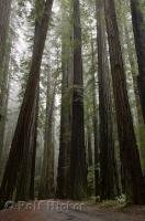 The famous Redwood Forest and Avenue of the Giants, along the California Coast, USA.