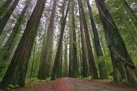 The Avenue of the Giants is a forest of some of the world's largest trees situated in the Redwood National Park in California, USA.