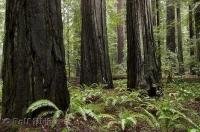 A stand of massive redwood trees at the Humboldt Redwoods State Park in California, USA.