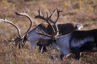 Caribou stags, Rangifer tarandus Reindeer, graze amongst the fall foliage of the Denali National Park of Alaska.