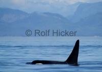 Male Killer Whale resting in Queen Charlotte Sound