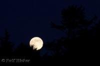 A picture of the rising moon above Kalaloch Beach on the Olympic Peninsula in Washington, USA.