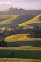 The countryside on the Kaikoura Peninsula on the South Island of New Zealand consists of rolling hills adorned in beautiful shades of green.