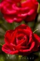 The red rose is commonly used to express affection and romance.