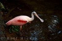 A bird of beautiful colors known as the Roseate Spoonbill wades in the water of the Tropical Forest at the Biodome de Montreal in Quebec, Canada giving us the ideal opportunity for a picture.