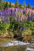 Russell Lupins decorate the banks alongside the Cardrona River in Central Otago on the South Island of New Zealand, the ideal location for these wildflowers to flourish.