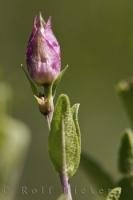 A solitary bud on a sage plant on display in the La Source Parfumee Gardens in the Alpes Maritimes in Provence, France in Europe.