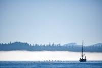 A single sailboat sails in front of a fog bank off Vancouver Island in British Columbia, Canada.