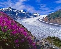 The scenery from above the Salmon Glacier in British Columbia, BC is stunning as beautiful purple wildflowers flourish along the mountain cliffs.
