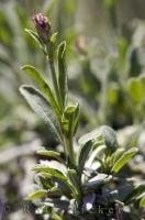 The scientifc name for this sage plant is Salvia sclarea, a pungent herb.