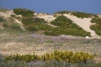 A sand dune is covered in new vegetation that grows along the Costa Blanca in Valencia, Spain in Europe.