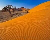 A classic nature picture of trees beside colorful sand dunes at Sossusvlei, located inside Namib Naukluft National Park in Namibia, Arfica