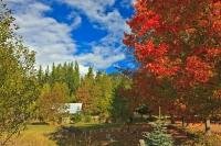 In this scenic fall picture taken in the Central Kootenay region in British Columbia, Canada, the colours on the trees are so vibrant they are really breathtaking. A small shed or barn can also be seen in the distance.