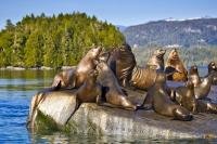 A commonly seen sea animal off the coast of Northern Vancouver Island, a harem of Steller sea lions are seen here resting on a rock in the Broughton Archipelago, British Columbia, Canada.