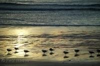 A beautiful sea gull sunset, these cute birds were lined up along Oceanside Beach in Oregon, USA