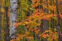 The Shades of Autumn near Rock Lake in Algonquin Provincial Park, Ontario, Canada are reminiscent of the work of Tom Thomson and A Y Jackson the famous Canadian painters who formed part of the Group of Seven artists.