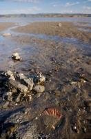 As the tide recedes at Kawhia Harbour on the North Island of New Zealand, a shell in the shape of a fan is visible on the beach.