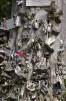 Photo of the famous show tree on Northern Vancouver Island, British Columbia, Canada