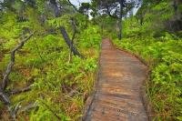 This wooden trail is the Shorepine Bog Trail in the Pacific Rim National Park. This is part of the Long Beach Unit in the Clayoquot Sound UNESCO Biosphere Reserve on the West Coast of Vancouver Island in the gorgeous province of British Columbia.