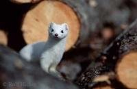 A short tailed weasel is looking through a pile of firewood in Northern Alaska