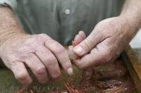 A local resident deshelling his shrimp in Lagoon Cove on Vancouver Island in British Columbia, Canada.